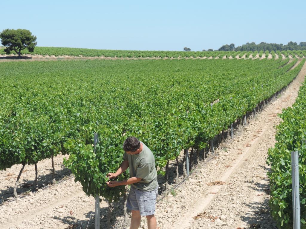 Gîtes Le Val-Léa Sallèles-dʼAude Extérieur photo